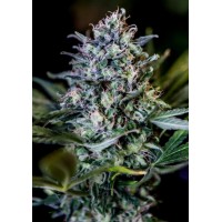 Positronics - CBD+ 1:20 (Feminized) Positronics - CBD+ 1:20 (Feminized)