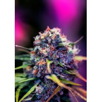 Positronics - CBD+ Black Widow (Feminized) Positronics - CBD+ Black Widow (Feminized)