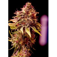 Positronics - CBD+ Caramelice (Feminized) Positronics - CBD+ Caramelice (Feminized)