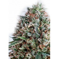 Positronics - CBD+ Critical #47 (Feminized) Positronics - CBD+ Critical #47 (Feminized)
