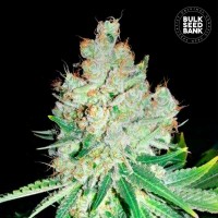 Bulk Seed Bank - Cheese (Feminized) Bulk Seed Bank - Cheese (Feminized)