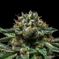 Ripper Seeds - Chempie (Feminized) Ripper Seeds - Chempie (Feminized)
