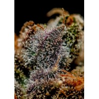 Positronics - Chizpa by Zatu (Feminized) Positronics - Chizpa by Zatu (Feminized)