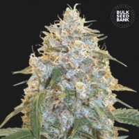 Bulk Seed Bank - Cocopopo (Feminized) Bulk Seed Bank - Cocopopo (Feminized)