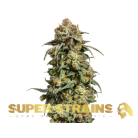 Super Strain Seeds - Cookies Krush (Feminized) Super Strain Seeds - Cookies Krush (Feminized)