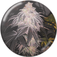 Medical Seeds Co. - Cookies Sherbert (Selbstblühend) Medical Seeds Co. - Cookies Sherbert (Selbstblühend)