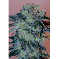 Positronics - Crazy Lazy (Feminized) Positronics - Crazy Lazy (Feminized)