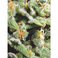 K.C. Brains - Cristal Limit (Regular) K.C. Brains - Cristal Limit (Regular)