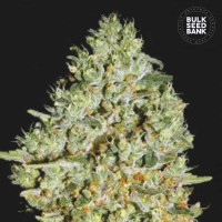 Bulk Seed Bank - Critical (Feminized) Bulk Seed Bank - Critical (Feminized)