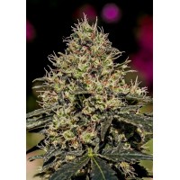 Positronics - Critical #47 (Feminized) Positronics - Critical #47 (Feminized)