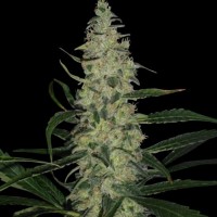 Female Seeds - Critical Sour (Feminized) Female Seeds - Critical Sour (Feminized)