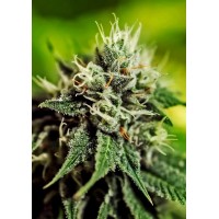 Positronics - Critical #47 (Autoflowering) Positronics - Critical #47 (Autoflowering)