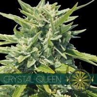 Vision Seeds - Crystal Queen (Feminized) Vision Seeds - Crystal Queen (Feminized)
