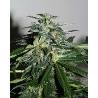 K.C. Brains - Cyber Cristal (Regular) K.C. Brains - Cyber Cristal (Regular)