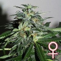 K.C. Brains - Cyber Cristal (Feminized) K.C. Brains - Cyber Cristal (Feminized)