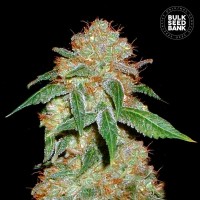 Bulk Seed Bank - Dark Domina (Feminized) Bulk Seed Bank - Dark Domina (Feminized)