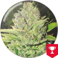 Medical Seeds Co. - Devil Fruit (Feminisiert) Medical Seeds Co. - Devil Fruit (Feminisiert)