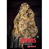 K.C. Brains - Diamond Queen Kush (Autoflowering) K.C. Brains - Diamond Queen Kush (Autoflowering)