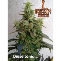 Resin Seeds - Dieseltonic (CBD) (Feminized) Resin Seeds - Dieseltonic (CBD) (Feminized)