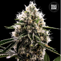 Bulk Seed Bank - Dosidos Rocketos (Feminized) Bulk Seed Bank - Dosidos Rocketos (Feminized)