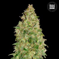 Bulk Seed Bank - Dubai Poison (Feminized) Bulk Seed Bank - Dubai Poison (Feminized)