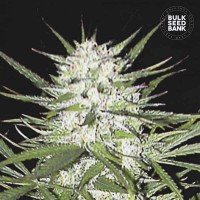Bulk Seed Bank - Early Top Skunk (Feminized) Bulk Seed Bank - Early Top Skunk (Feminized)