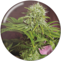 Medical Seeds Co. - Elixir Vitae CBD (Feminisiert) Medical Seeds Co. - Elixir Vitae CBD (Feminisiert)