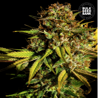 Bulk Seed Bank - Extra Mintz (Feminized) Bulk Seed Bank - Extra Mintz (Feminized)