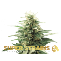 Super Strain Seeds - Fini (Autoflowering) Super Strain Seeds - Fini (Autoflowering)