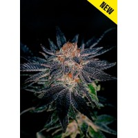 Positronics - Gelato #47 (Feminized) Positronics - Gelato #47 (Feminized)