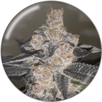 Medical Seeds Co. - Gelato 242 (Feminisiert) Medical Seeds Co. - Gelato 242 (Feminisiert)