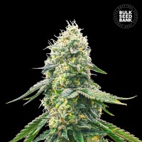 Bulk Seed Bank - Gelato Samba (Feminized) Bulk Seed Bank - Gelato Samba (Feminized)