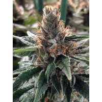Ministry of Cannabis - God's Glue (Feminized) Ministry of Cannabis - God's Glue (Feminized)