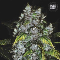 Bulk Seed Bank - Good Wild Shark (Feminized) Bulk Seed Bank - Good Wild Shark (Feminized)