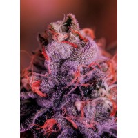 Positronics - Gordo Master Kush (Feminized) Positronics - Gordo Master Kush (Feminized)