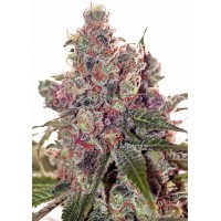 Positronics - Grapefruit (Feminized) Positronics - Grapefruit (Feminized)