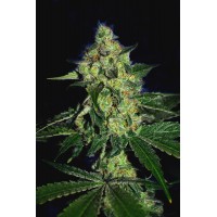 The Cali Connection - SugarMill (Feminized) The Cali Connection - SugarMill (Feminized)