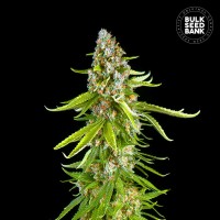 Bulk Seed Bank - Grande Crack (Feminized) Bulk Seed Bank - Grande Crack (Feminized)