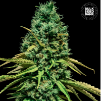 Bulk Seed Bank - Hell Bells (Feminized) Bulk Seed Bank - Hell Bells (Feminized)