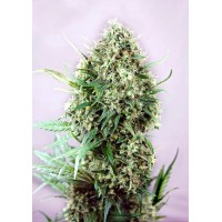 Positronics - Jack Diesel (Feminized) Positronics - Jack Diesel (Feminized)