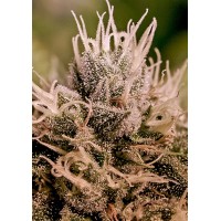 Positronics - Jack Diesel (Autoflowering) Positronics - Jack Diesel (Autoflowering)