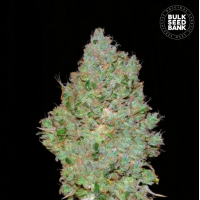 Bulk Seed Bank - Jack Hair (Feminized) Bulk Seed Bank - Jack Hair (Feminized)
