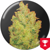 Medical Seeds Co. - Jack la Mota (Feminisiert) Medical Seeds Co. - Jack la Mota (Feminisiert)