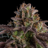 Ripper Seeds - K-MintZ (Feminized) Ripper Seeds - K-MintZ (Feminized)