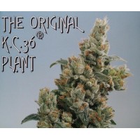 K.C. Brains - KC 36 (Regular) K.C. Brains - KC 36 (Regular)