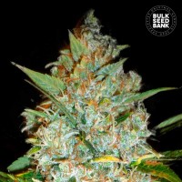 Bulk Seed Bank - Kali's Mistery (Feminized) Bulk Seed Bank - Kali's Mistery (Feminized)