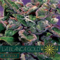 Vision Seeds - La Blanca Gold (Autoflowering) Vision Seeds - La Blanca Gold (Autoflowering)