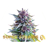 Super Strain Seeds - Purple Punch (Feminized) Super Strain Seeds - Purple Punch (Feminized)