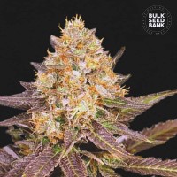 Bulk Seed Bank - Lavender Best (Feminized) Bulk Seed Bank - Lavender Best (Feminized)