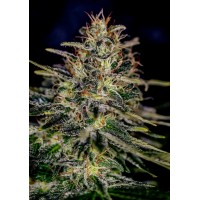 Positronics - Lemon Trip (Feminized) Positronics - Lemon Trip (Feminized)
